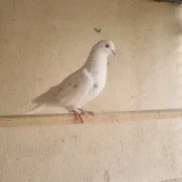 کفتر سفید پرش. سنگین|پرنده|فردیس, شهرک ۱۱۰|دیوار