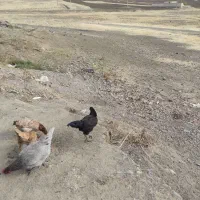 خروس|حیوانات مزرعه|کامیاران, |دیوار