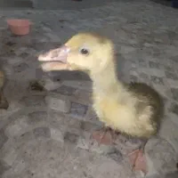 دوتا قاز و یک خرگوش