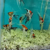 آکواریوم سیلور،گوپی سیچیلایدآنجل فایترگیاه کالرکوی