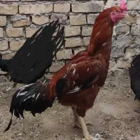 معاوضه طوطی پرنده