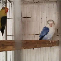 طوطی برزیلی بالغ|پرنده|جهرم, |دیوار