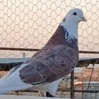 کفترگرفتنی