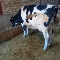 گاو هلشتاین آمریکایی شیربالا