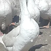 قوغاز