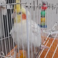 عروس نر و ماده جفت خورده با ۴ تا تخم