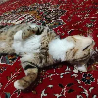 گربه واگذاری