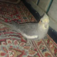 عروس هلندی