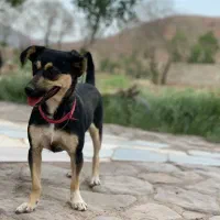 سگ ماده|سگ|تربت‌حیدریه, قائم|دیوار