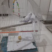 یک جفت البینو نروماده مولد اماده اماده سفید برفی|پرنده|تبریز, |دیوار