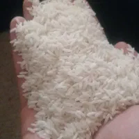 برنج هاشمی امسال محصول کشاورز