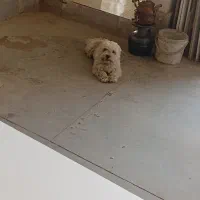 شیتزو انکل تراپی با شناسنامه|سگ|مشهد, بهار|دیوار