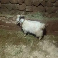 بزغاله|حیوانات مزرعه|باسمنج, |دیوار