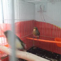 قناری ماده آماده. تخم خاکی کرده|پرنده|مشهد, نوید|دیوار