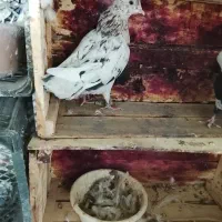 کفتر سرور حلقه دار