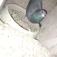 سیاه پلنگ قهوه ای پلنگ|پرنده|کرمان, |دیوار