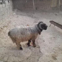 قوچ ترکی برای فروش|حیوانات مزرعه|ایذه, |دیوار