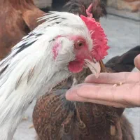 دو عدد خروس گلین اصیل در خانی ابادنو
