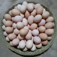 تخم مرغ محلی اصل