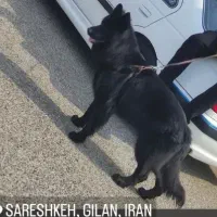 فروش فوری ژرمن بلک دوساله