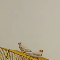 فنچ نر و ماده تازه بالغ بدون قفس