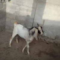 نری پاکستانی