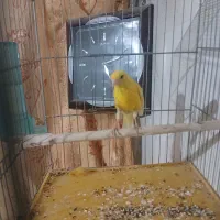 قناری نر شلاقی .|پرنده|بروجن, |دیوار