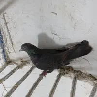 کبوتر گرفته