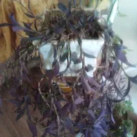 گلدان طبیعی