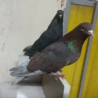 کفتر