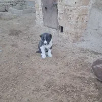 طوله سگ خراسانی اصیل