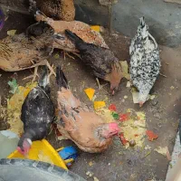 حیوانات مزرعه