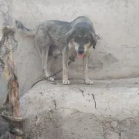 سگ ماده    ۱  ساله ۶ تا توله  داره