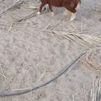 بره‌نر‌ماده