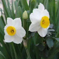 پیاز گل نرگس شهلا