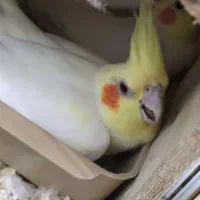 عروس هلندی لوتینو مولد