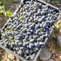 فروش‌انگور