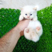 توله گربه اسکاتیش بریتیش چشم رنگی