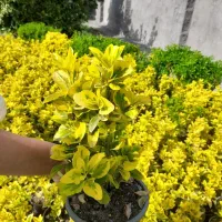 شمشاد طلایی زیبا ریشه پرس