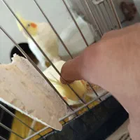 جفت عروس هلندی