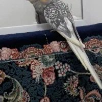 عروس هلندی نر و ماده،بسیار زیبا،باهوش و سخنگو|پرنده|فومن, |دیوار