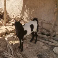 فروش دو راس بز سومالی ماده