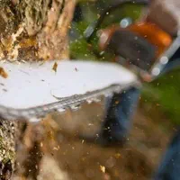 هرس برش درخت و خدمات باغبانی|خدمات باغبانی و درختکاری|اصفهان, خرم|دیوار