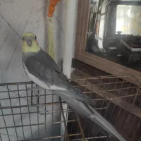 عروس هلندی نر بالغ و سالم