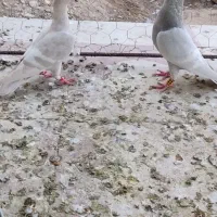 الماسی خط سفید جفت