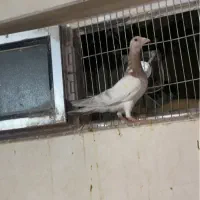 جفت نر وماده