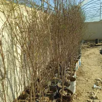 بادام ژنوتیپ 4ساله