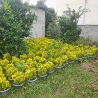 فروش فوری شمشادطلایی|گل و گیاه طبیعی|نشتارود, |دیوار