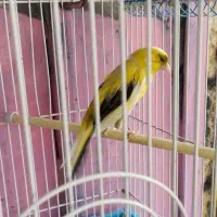 قناری نر و ماده اماده 2جفت|پرنده|رونیز, |دیوار