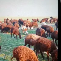 گوسفند|حیوانات مزرعه|خنداب, |دیوار